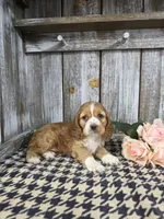 processed/675200d8-2c7a-467a-90b1-a94961931b00/listing/cbd697b8-592f-45b6-a4dd-d900ba29eaaa/8445c6f8-5415-40d7-b893-99cc46c1be7e