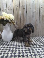 Leo, a male Cocker Spaniel for sale in Middlebury, IN – 6 of 8
