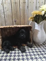 Jordan, a male Cocker Spaniel for sale in Middlebury, IN – 4 of 8