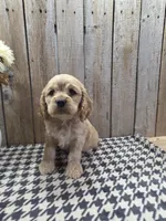 Cash , a male Cocker Spaniel for sale in Middlebury, IN – 3 of 8