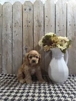 Baxter, a male Cocker Spaniel for sale in Middlebury, IN – 3 of 8