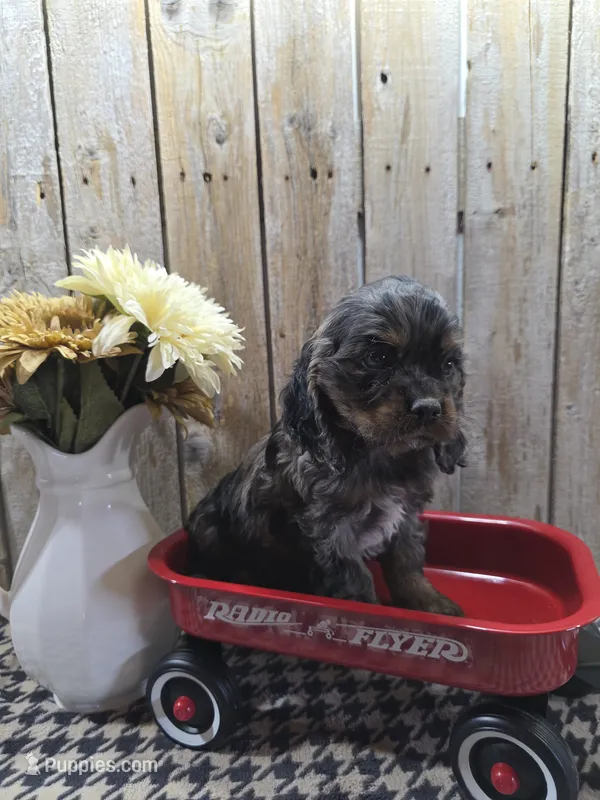Mason – Cocker Spaniel puppy for sale in Middlebury, IN