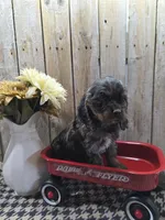 Mason, a male Cocker Spaniel for sale in Middlebury, IN – 1 of 8