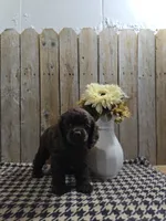 Cody, a male Cocker Spaniel for sale in Middlebury, IN – 6 of 7