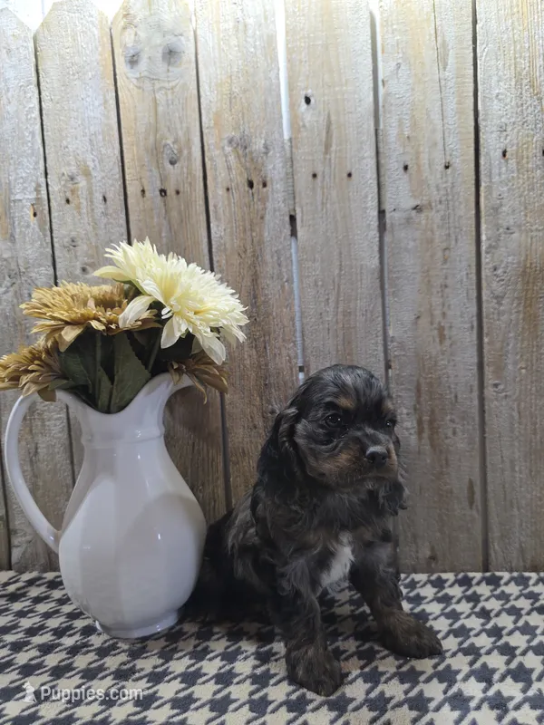 Mason – Cocker Spaniel puppy for sale in Middlebury, IN