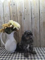 Mason, a male Cocker Spaniel for sale in Middlebury, IN – 3 of 8