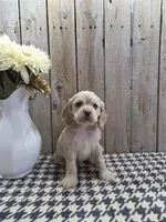 Sophie , a female Cocker Spaniel for sale in Middlebury, IN – 2 of 8