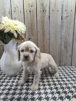 Sophie , a female Cocker Spaniel for sale in Middlebury, IN – 6 of 8