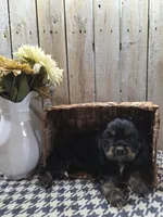 Rover, a male Cocker Spaniel for sale in Middlebury, IN – 3 of 6