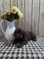 Cody, a male Cocker Spaniel for sale in Middlebury, IN – 2 of 7