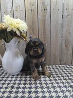 Leo, a male Cocker Spaniel for sale in Middlebury, IN – 4 of 8