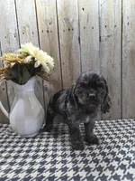 Mason, a male Cocker Spaniel for sale in Middlebury, IN – 5 of 8