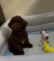 George , a male Poodle - Toy  for sale in San Diego Country Estates, CA – 2 of 2