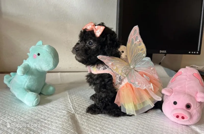 Shelly – Poodle - Toy  puppy for sale in San Diego Country Estates, CA