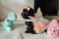 Shelly, a female Poodle - Toy  for sale in San Diego Country Estates, CA – 1 of 1
