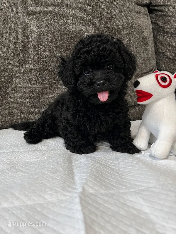 Bob  – Poodle - Toy  puppy for sale in San Diego Country Estates, CA