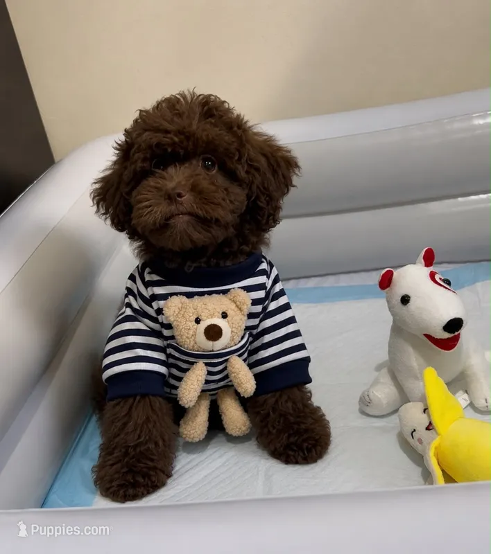 George  – Poodle - Toy  puppy for sale in San Diego Country Estates, CA