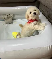 Waffle , a male Maltipoo and Poodle - Toy  for sale in San Diego Country Estates, CA – 3 of 5