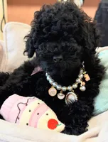 Nala , a female Poodle - Toy  for sale in San Diego Country Estates, CA – 1 of 1