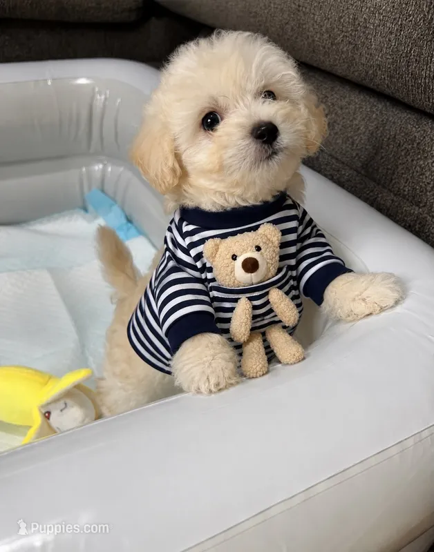 Waffle  – Maltipoo, Poodle - Toy  puppy for sale in San Diego Country Estates, CA