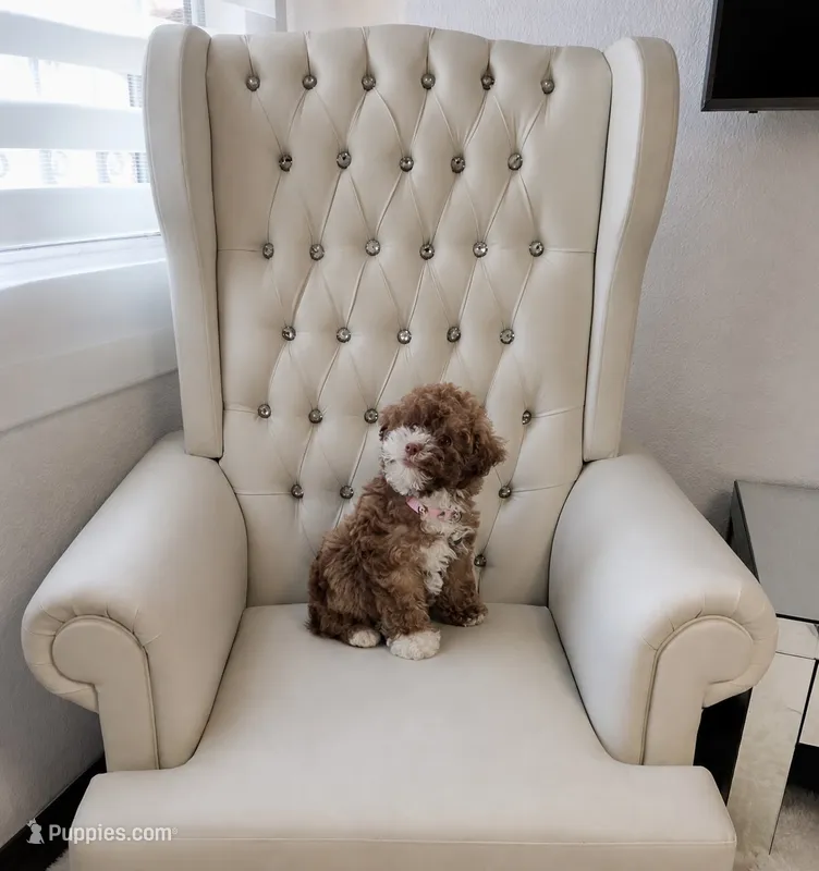 Lola  – Poodle - Toy  puppy for sale in San Diego Country Estates, CA
