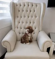 Lola , a female Poodle - Toy  for sale in San Diego Country Estates, CA – 1 of 2