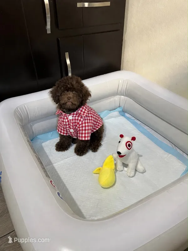 George  – Poodle - Toy  puppy for sale in San Diego Country Estates, CA