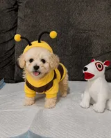 Max , a male Maltipoo and Poodle - Toy  for sale in San Diego Country Estates, CA – 6 of 6