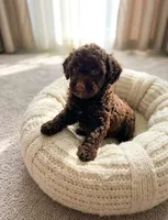 George , a male Poodle - Toy  for sale in San Diego Country Estates, CA – 2 of 2