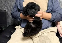 Bob , a male Poodle - Toy  for sale in San Diego Country Estates, CA – 2 of 2