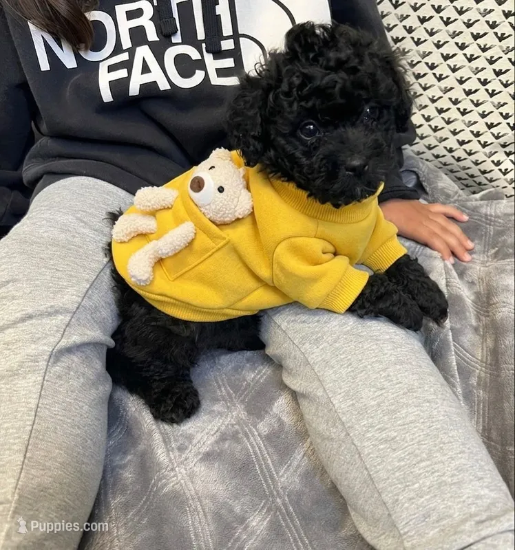 Bob  – Poodle - Toy  puppy for sale in San Diego Country Estates, CA