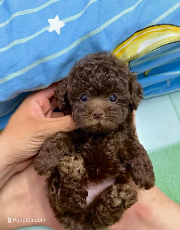 Bear  – Poodle - Toy  puppy for sale in San Diego Country Estates, CA