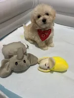 Waffle , a male Maltipoo and Poodle - Toy  for sale in San Diego Country Estates, CA – 2 of 5