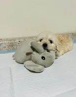Max , a male Maltipoo and Poodle - Toy  for sale in San Diego Country Estates, CA – 5 of 6