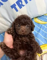 Bear , a male Poodle - Toy  for sale in San Diego Country Estates, CA – 2 of 3