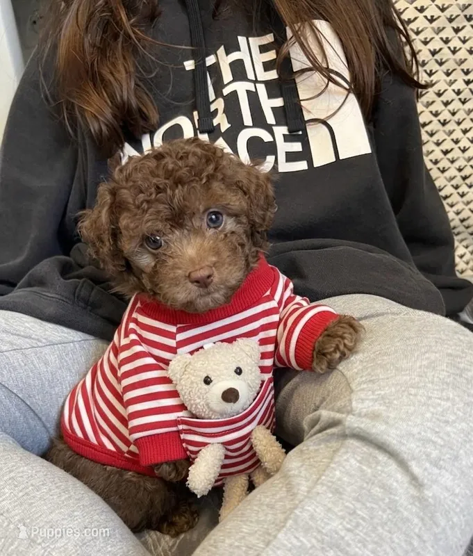 Ted  – Poodle - Toy  puppy for sale in San Diego Country Estates, CA