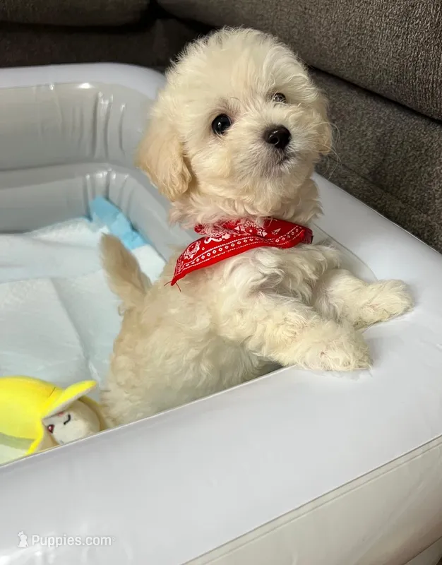 Waffle  – Maltipoo, Poodle - Toy  puppy for sale in San Diego Country Estates, CA