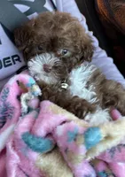 Lola , a female Poodle - Toy  for sale in San Diego Country Estates, CA – 2 of 2