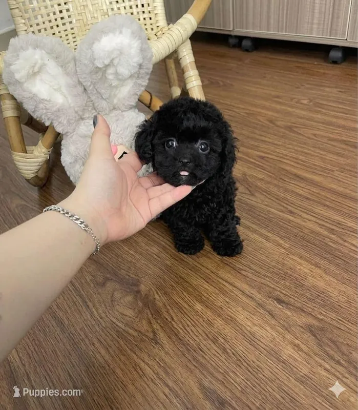 Daisy  – Poodle - Toy  puppy for sale in San Diego Country Estates, CA