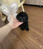 Daisy , a female Poodle - Toy  for sale in San Diego Country Estates, CA – 1 of 2