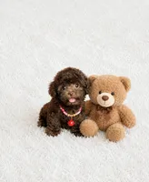 Ted , a male Poodle - Toy  for sale in San Diego Country Estates, CA – 2 of 2