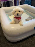 Puppy 2, a male Maltipoo for sale in San Diego Country Estates, CA – 1 of 2
