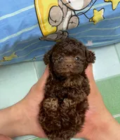 Bear , a male Poodle - Toy  for sale in San Diego Country Estates, CA – 3 of 3