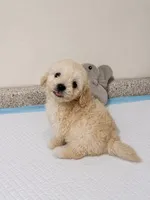 Max , a male Maltipoo and Poodle - Toy  for sale in San Diego Country Estates, CA – 4 of 6