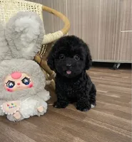 Daisy , a female Poodle - Toy  for sale in San Diego Country Estates, CA – 2 of 2