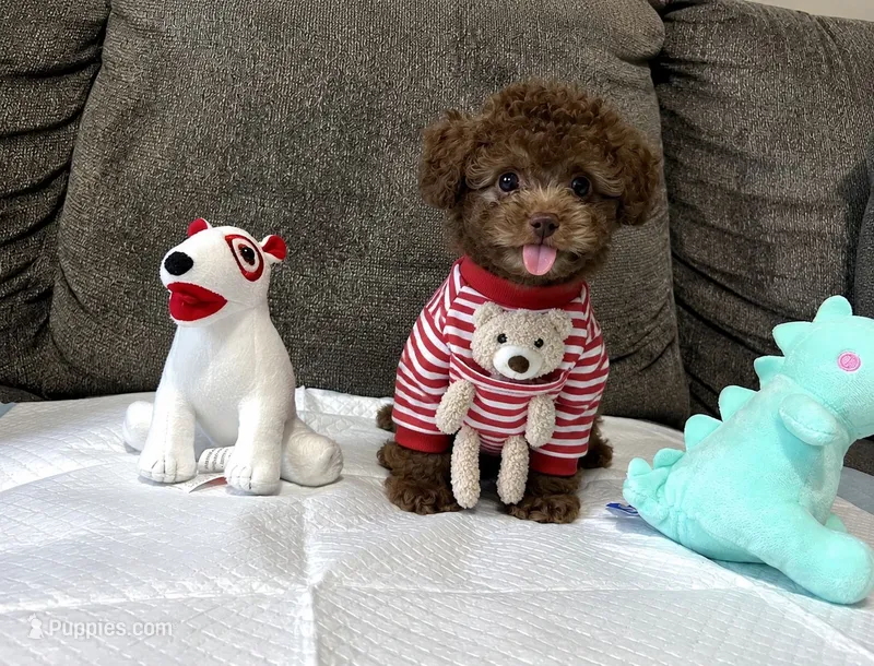 Ted  – Poodle - Toy  puppy for sale in San Diego Country Estates, CA