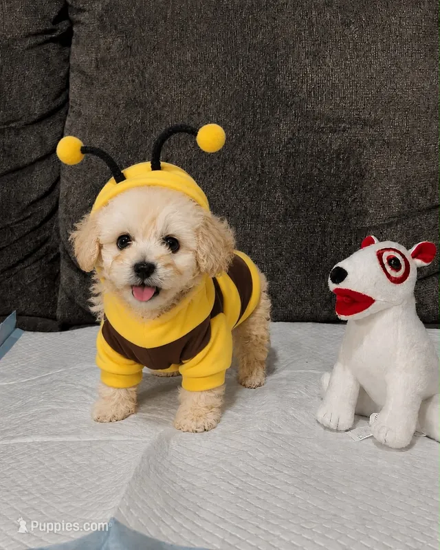 Max  – Maltipoo, Poodle - Toy  puppy for sale in San Diego Country Estates, CA