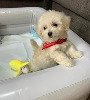 Waffle , a male Maltipoo and Poodle - Toy  for sale in San Diego Country Estates, CA – 4 of 5