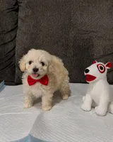 Max , a male Maltipoo and Poodle - Toy  for sale in San Diego Country Estates, CA – 2 of 6