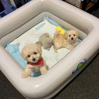 Puppy 2, a male Maltipoo for sale in San Diego Country Estates, CA – 2 of 2